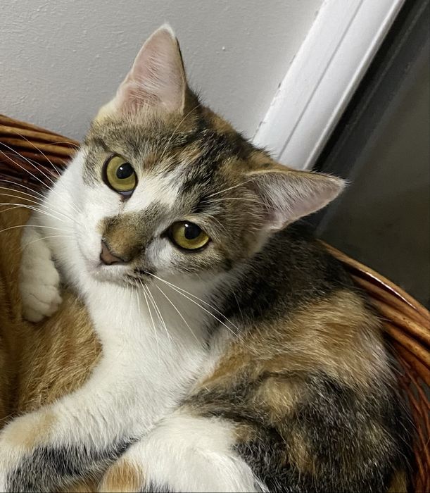 Отдам кошечку в добрые руки