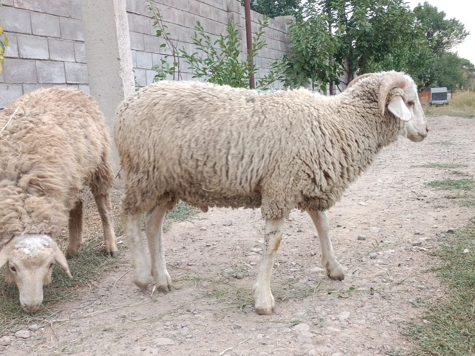 Тоқты семіз байланған