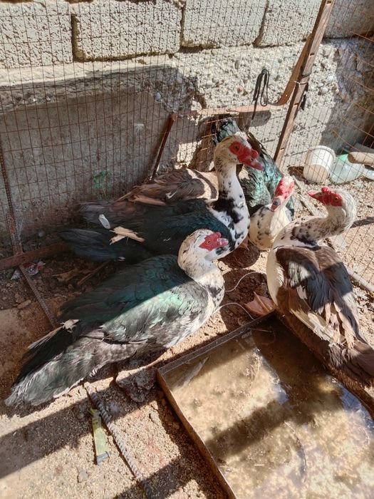 Продам селезней индоуток, г.Шымкент