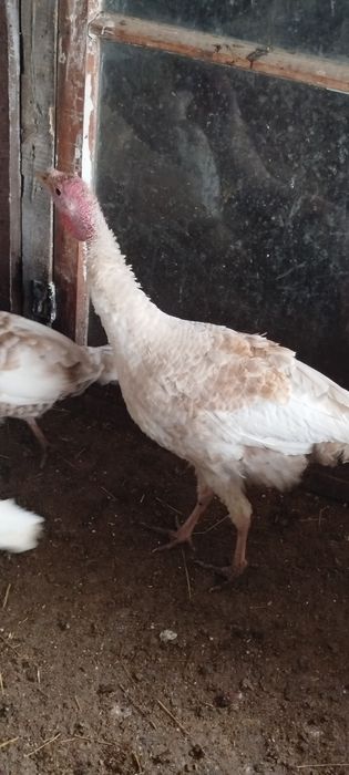 Продам молодых индюков самцов