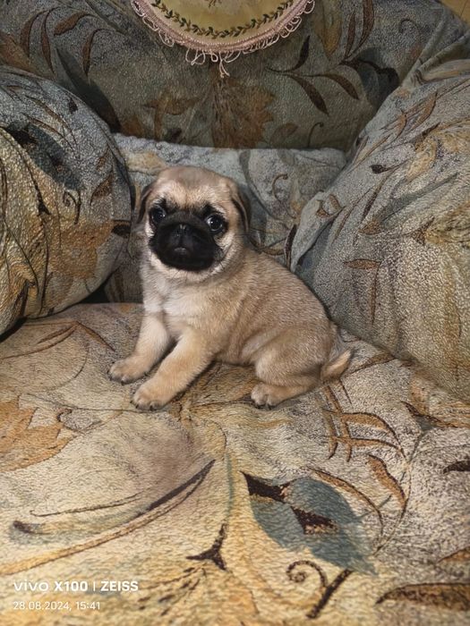 Продам щенков Мопса.