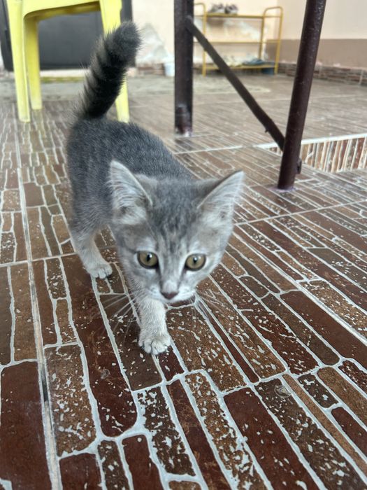 Маленький котенок