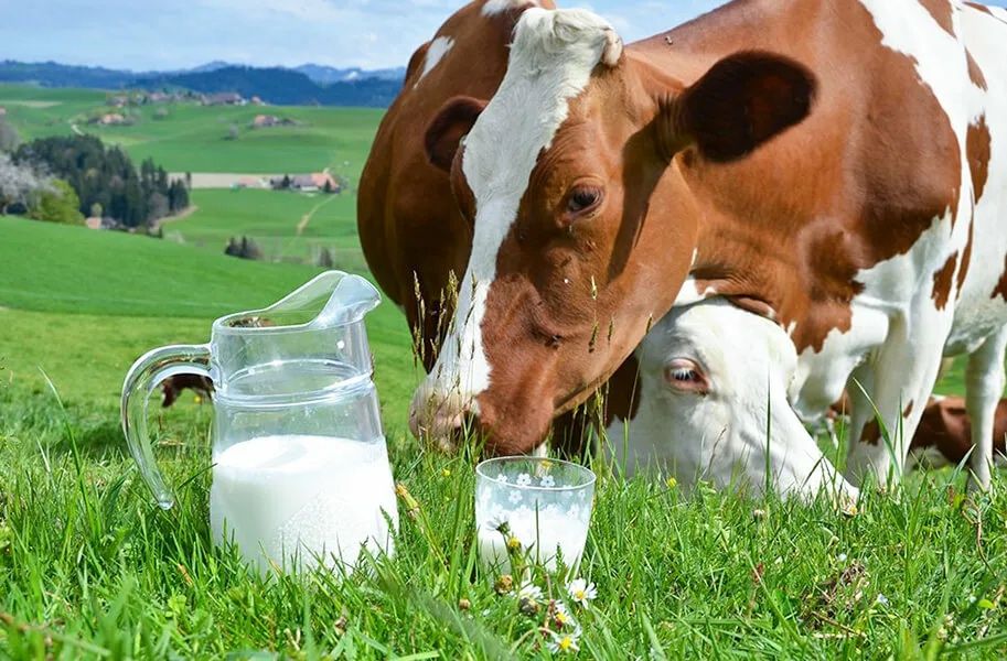 Домашное молоко, Үйдің сүті