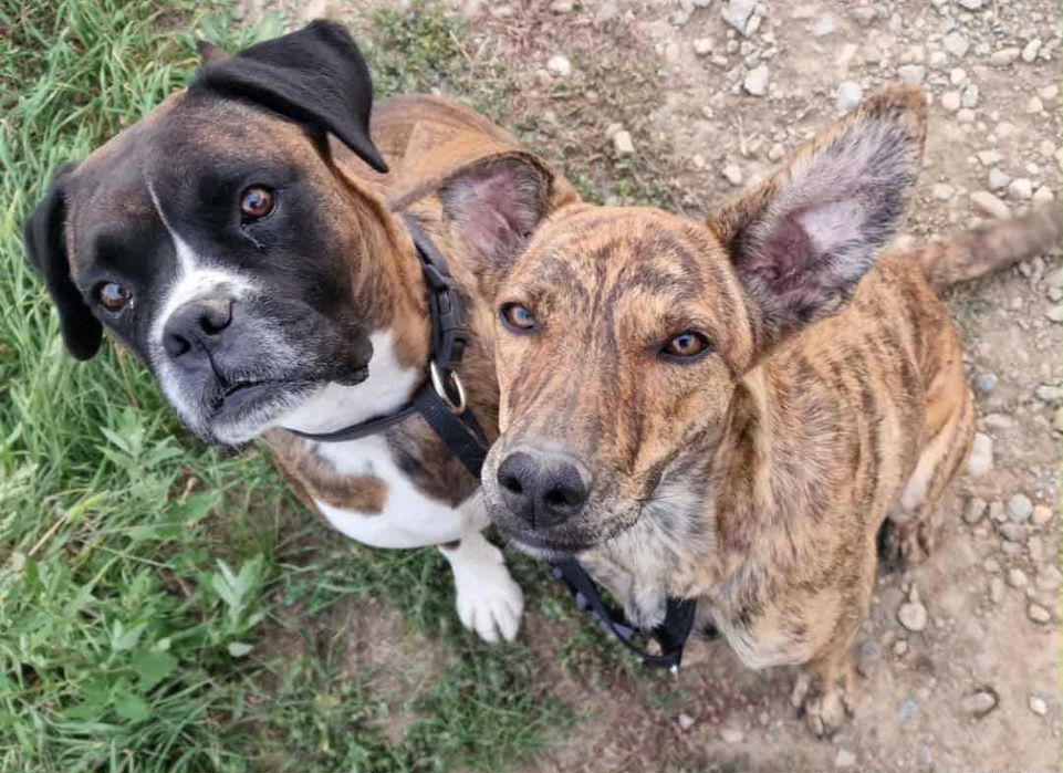 Câine găsit – caută o nouă familie!