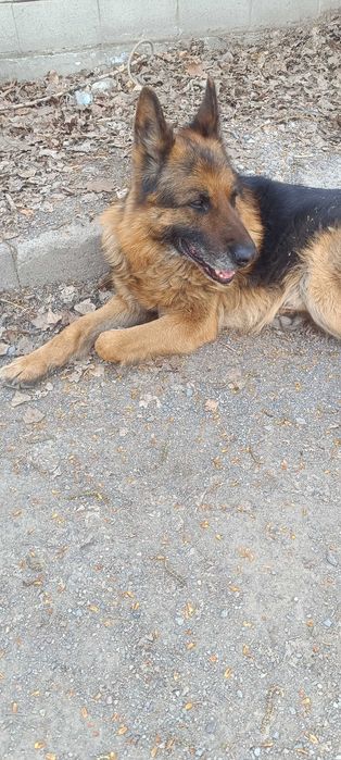 Найден овчар кобель