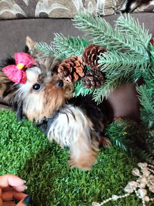 Продам щенков породы йоркширский терьер