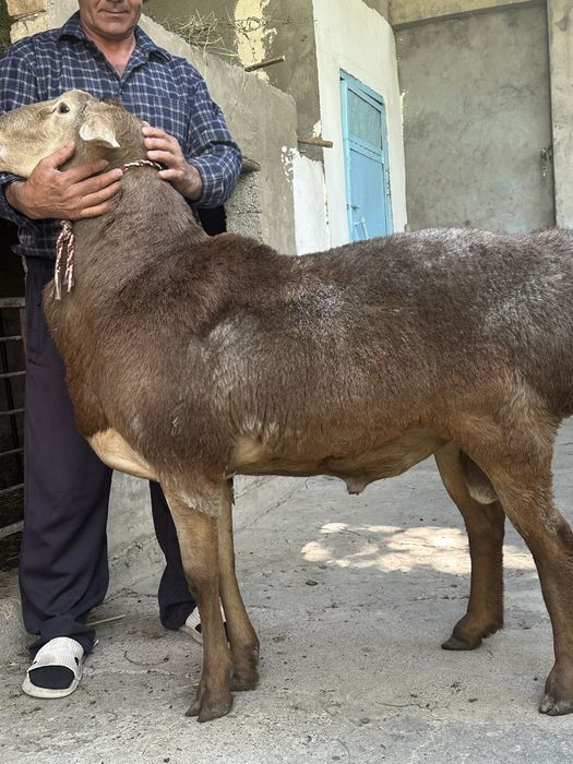 Qochqorimiza sotiladi faqat zotga olaman dganla uchun