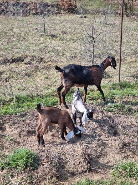 Țapi Anglo Nubian cu certificat de origine