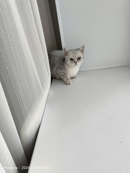 Отдам в добрые руки кошка