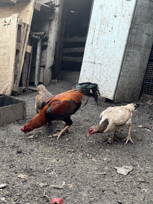 Продам семейку даканов