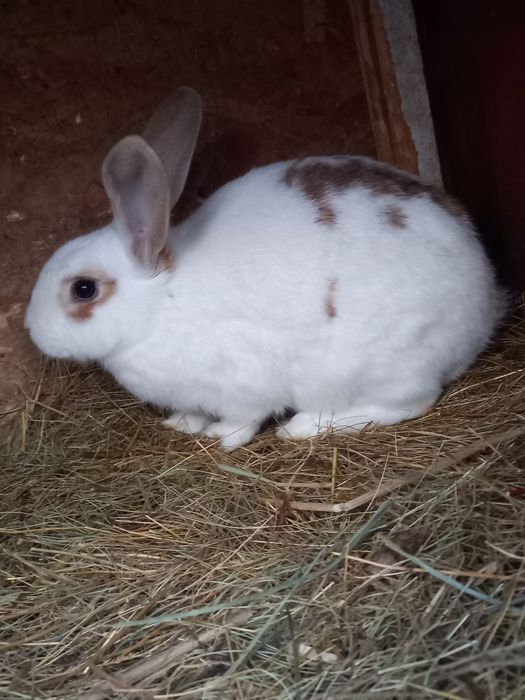 Vand 3 femele si un mascul