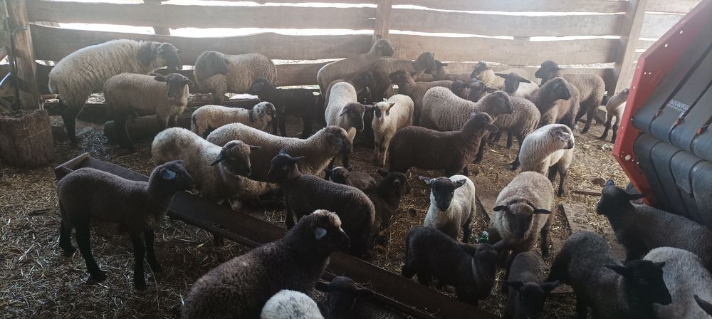 Vând 60 de oi cu miei