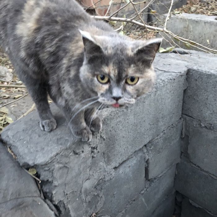 Животные. Кошки.