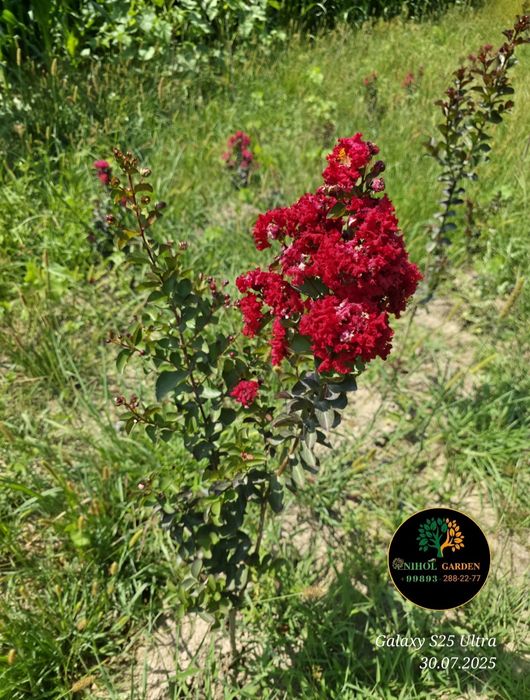 Cherri mocha Lagestreomia инд. Сирень