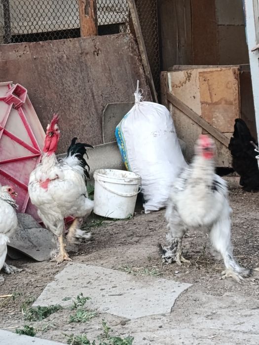 Испанка Голошейка қораздар