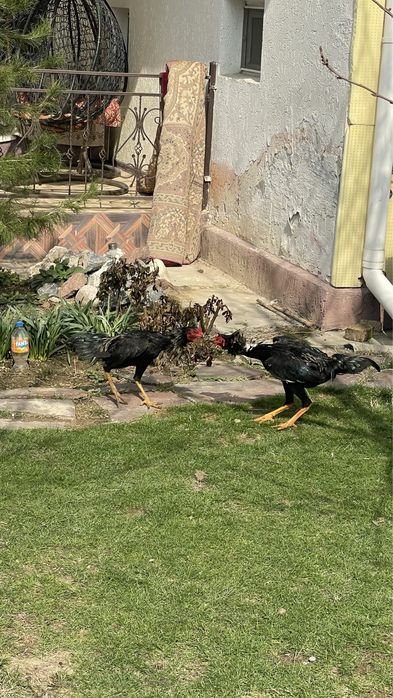 Дакан 5 жарым айлық күздік