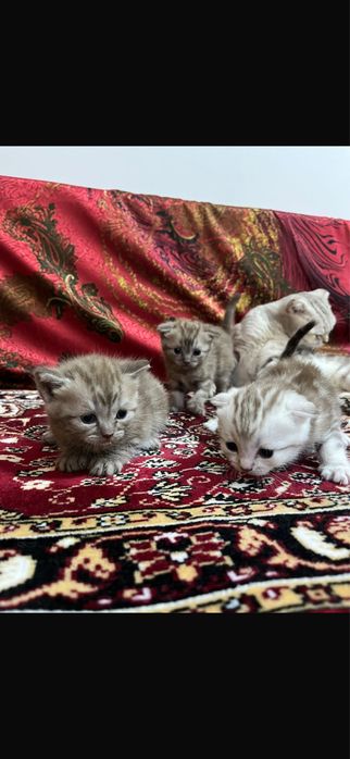 Шотланские котята 55.000