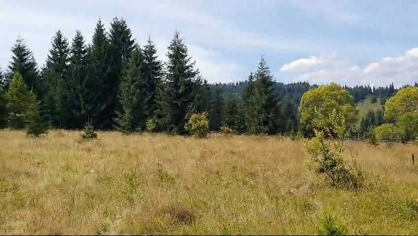 Teren intravilan superb, 1477 mp, intrare Vatra Dornei din Dorna Arini, panorama Rarau si Giumalau - Vedere 3
