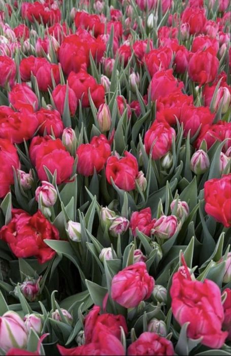 Тюлпаны красивые