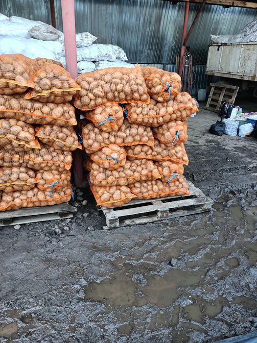 Vând cartofi pastarnac morcov en gros Vanatori  calitate foarte buna