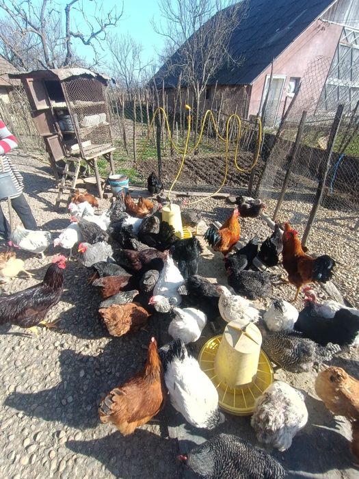 Vând găini si cocoși