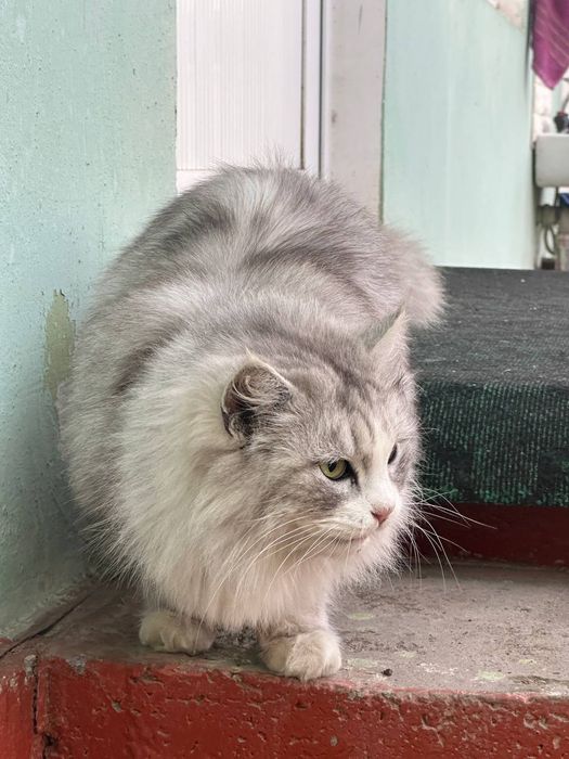 Mushuk sotiladi sotiladi