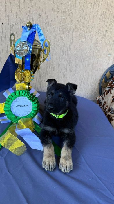 Щенки Восточно Европейской Овчарки