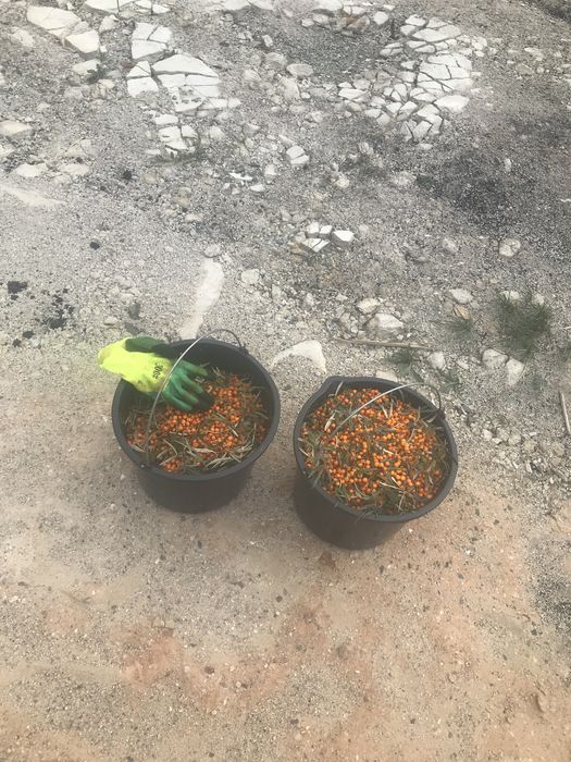 Облепиха, 100% концентрат