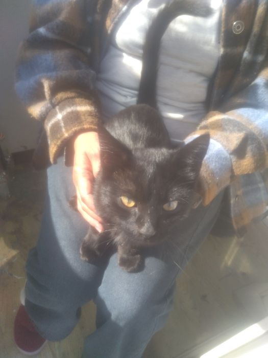 Котёночек ищет добрые руки