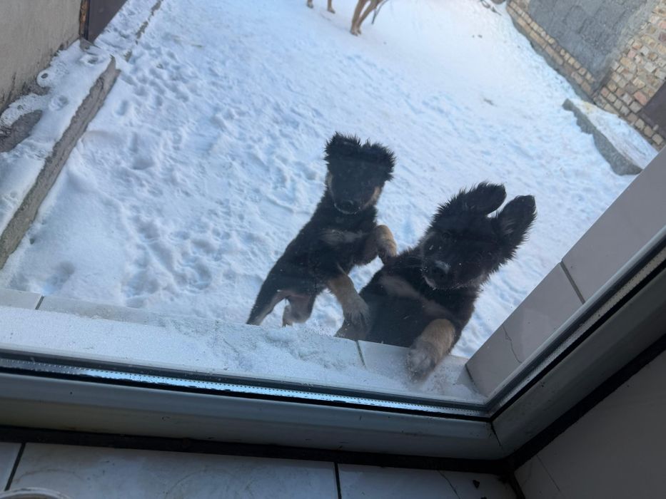 Дарю щенят!     .