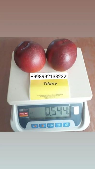 OLMA SHOFTOLI Zoldori Behi Glos Nok Qoroli pista Bodom SHpanka Anjir