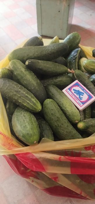 Продам огурцы с дач Спутник