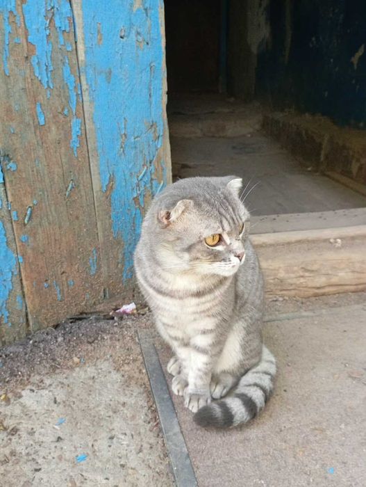 Ищем семью молодому котику