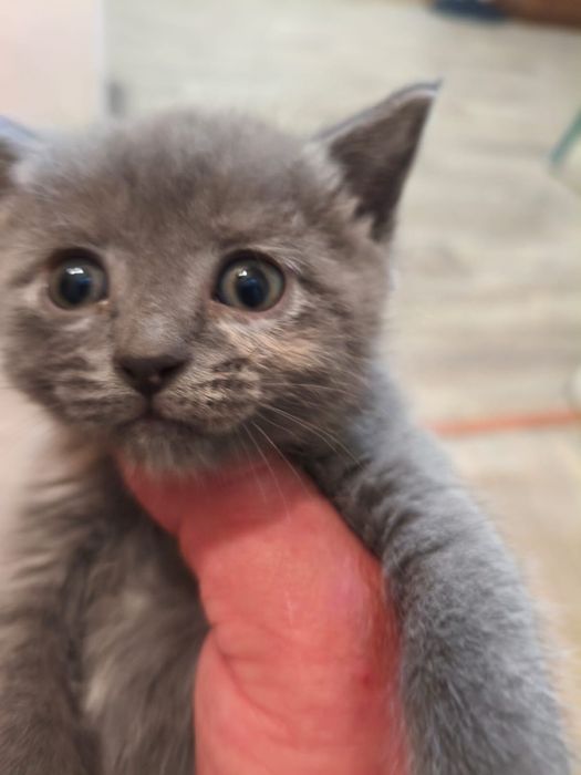 Котята.отдадим бесплатно