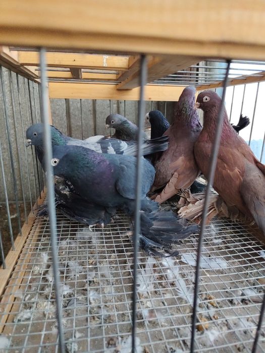 Продам голубей оптом
