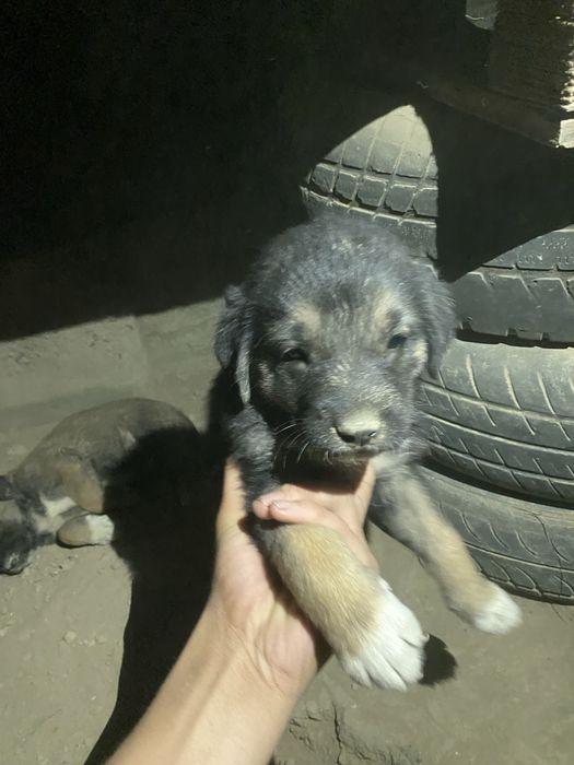 Алабай лабрадор щенькии продам