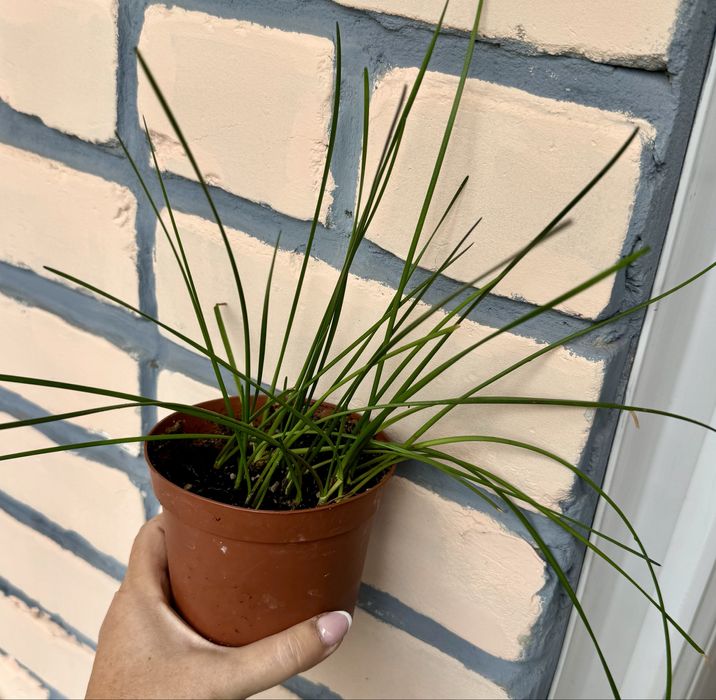 Цветы комнатные, все в горшках