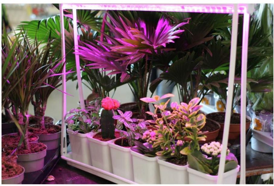 Мини сад ультрафиолет для цветов