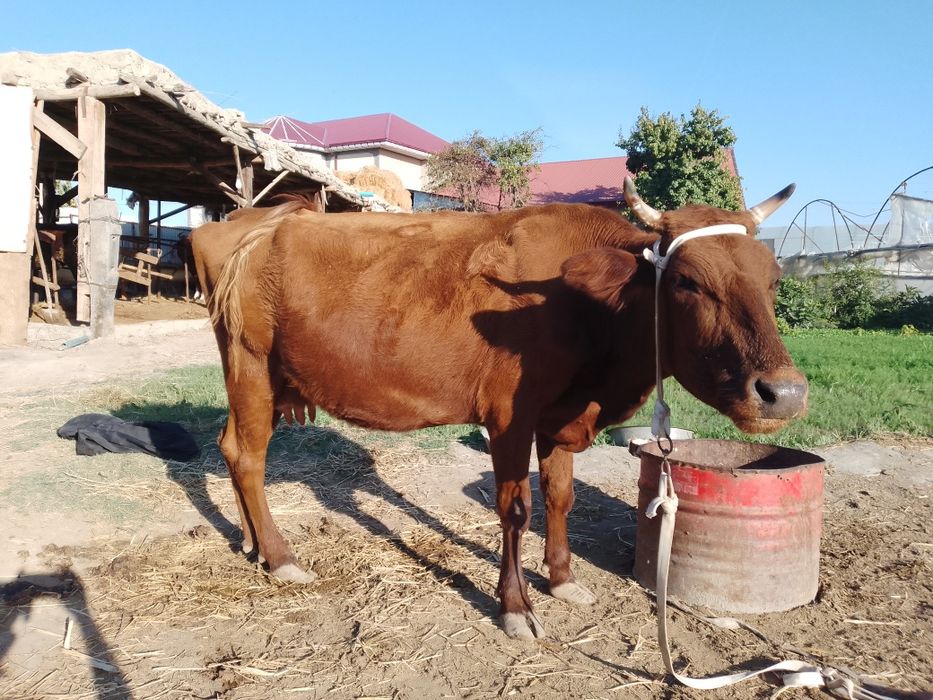 Ona bola sigir kafolati bilan