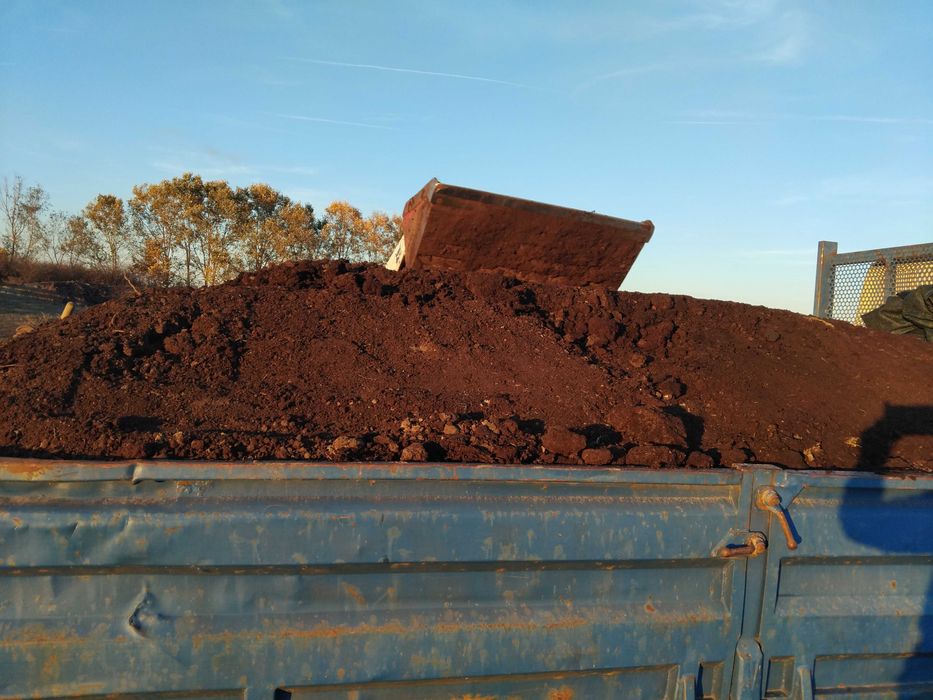 Mranita de oaie putrezită