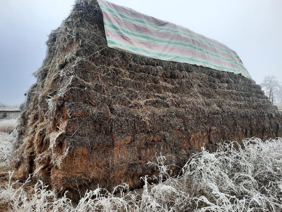 Продается сено прошлогодний, шоп сатылады