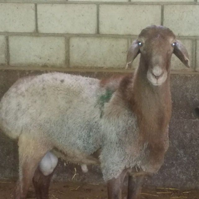 Toza arashan  sotiladi nasilik uchun