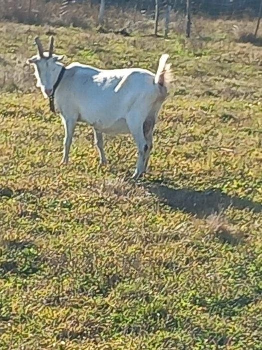 Capre de vanzare șaten și alpine