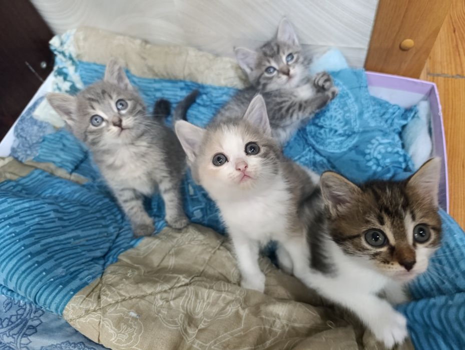 Отдам даром Британских котят