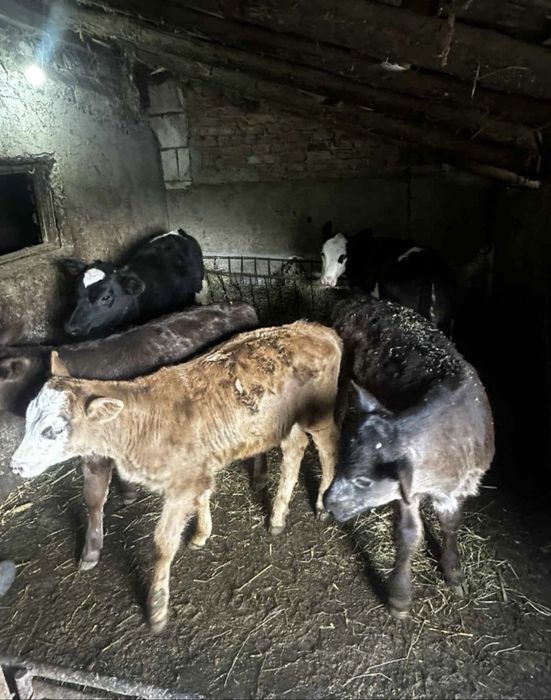 Vand 4 Vitei intarcati pentru crescut ! Exemplare frumoase,