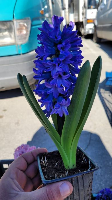 Зюмбюл в саксия за 8-ми март