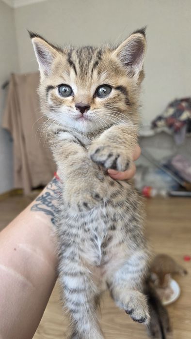 Котята ,в добрые  руки