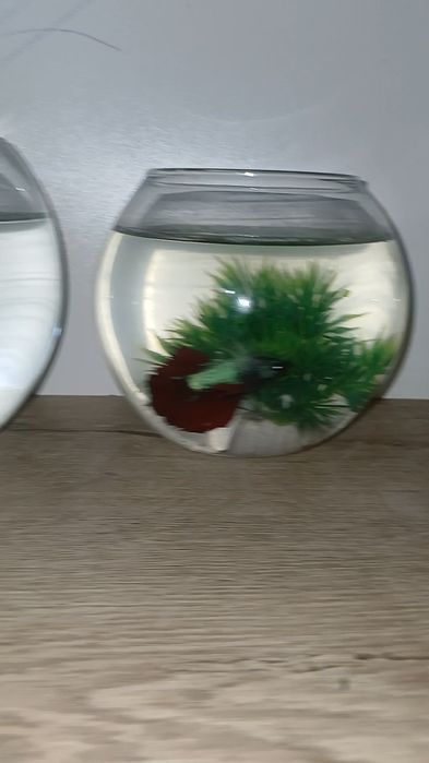 Петушок [BETTA FISH]