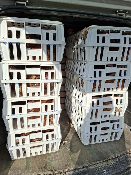 Puicute  / gaini ouatoare