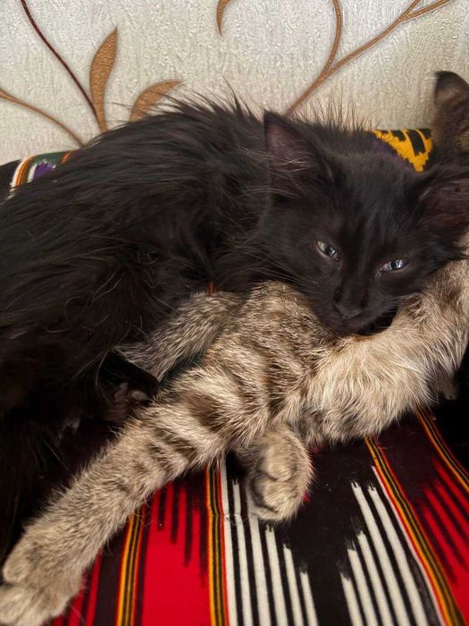 Отдам котят в хорошие руки!